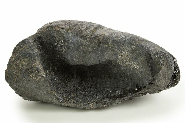 Huge, Fossil Whale Ear Bone - South Carolina #325702